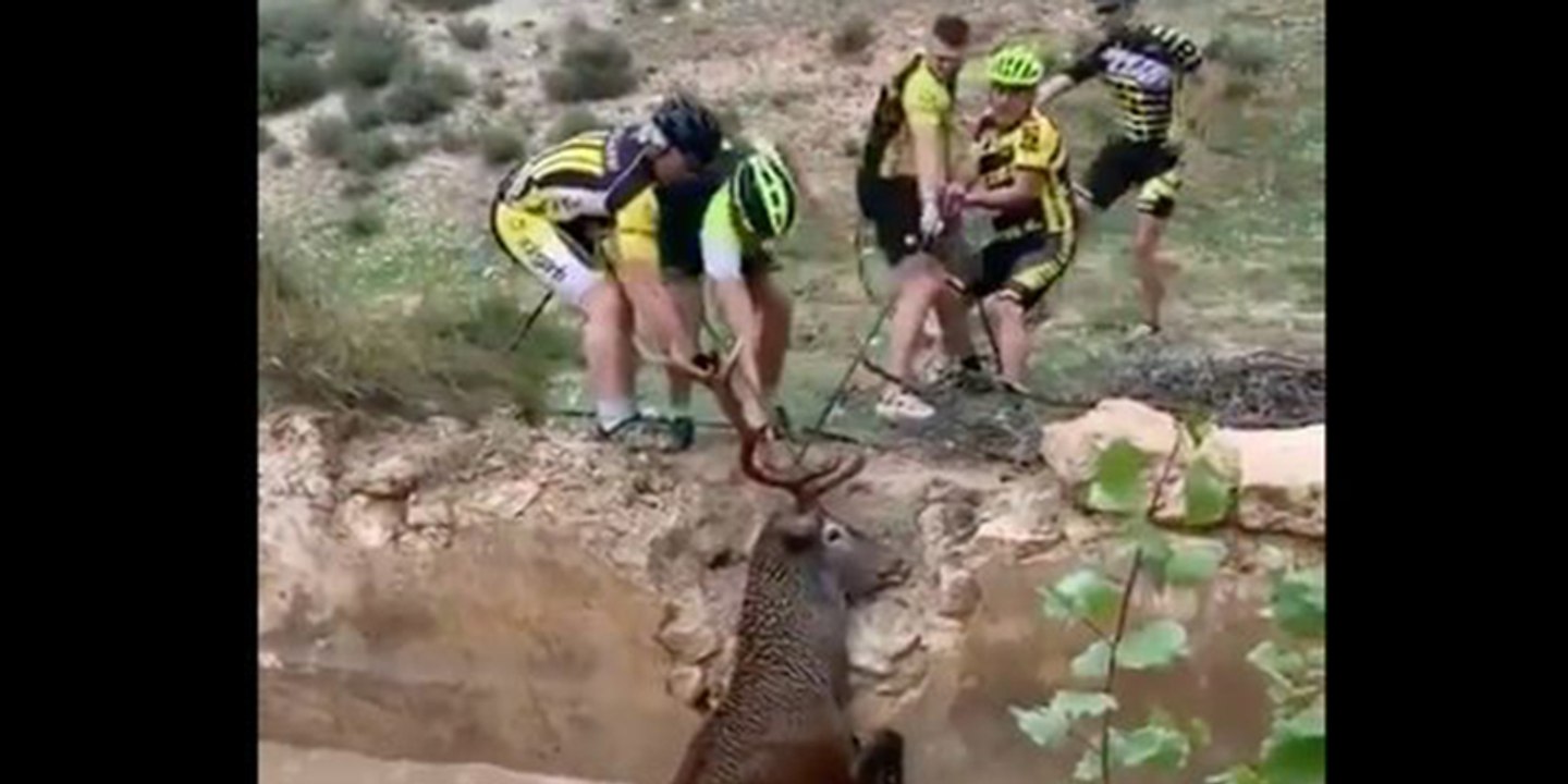 Estos ciclistas españoles rescatan a un ciervo de morir ahogado