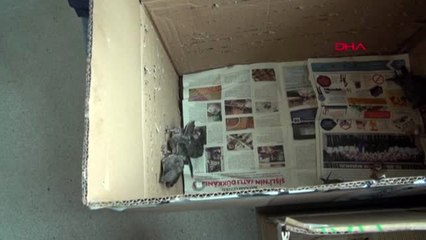 Samsun gönüllü anne olan öğrenciler, 112 ebabil yavrusuna bakıyor