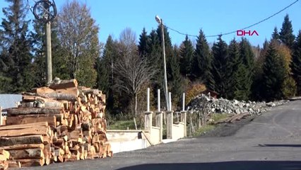 Trabzon popülasyonu artan ayılar için 'avlansın' çağrısı