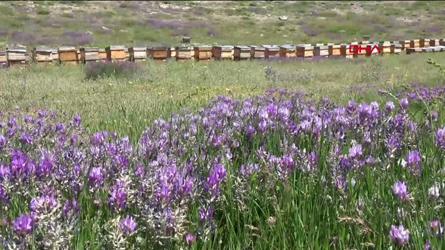 Toros Dağları'ndan gelen bala 'Dünyanın en iyi balı' ödülü
