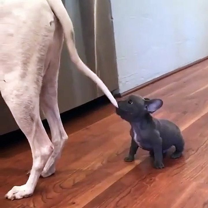 Ce chiot veut de l'attention ! Il mordille la queue de ce gros chien !