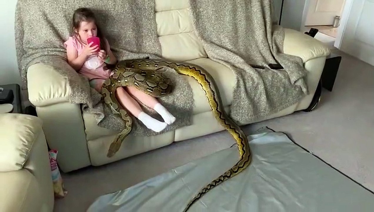 Un Serpent Python De Compagnie De 6m De Long Joue Avec Une Fillette Video Dailymotion