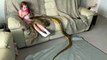 Un serpent python de compagnie de 6m de long joue avec une fillette !