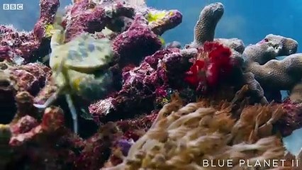 Blue Planet 2 - Episode 3 _ Sneak Peak - Cuttlefish Hypnotizes Crab