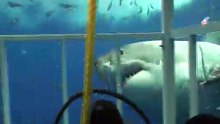 Great White Shark chomping on my cage off Guadalupe Mexico