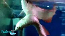 Страшная мутация рыб! Ужасные кадры