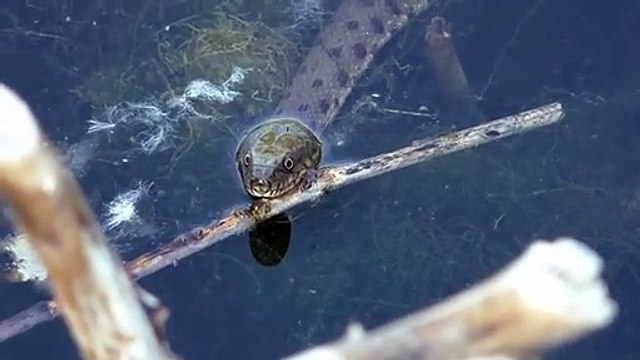 Гадюка Охотится на Рыбу Уникальные Кадры. Snake hunts for fish
