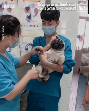 Ce chien n'apprécie pas trop qu'on lui coupe les griffes...