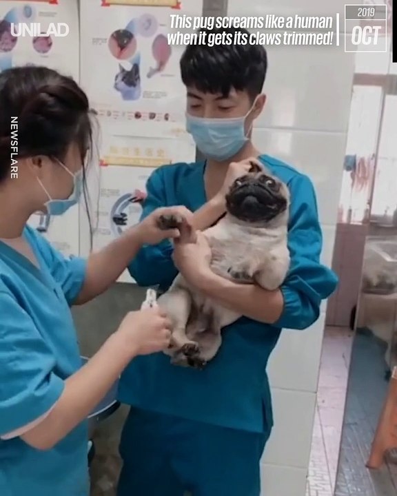 Ce chien n'apprécie pas trop qu'on lui coupe les griffes...