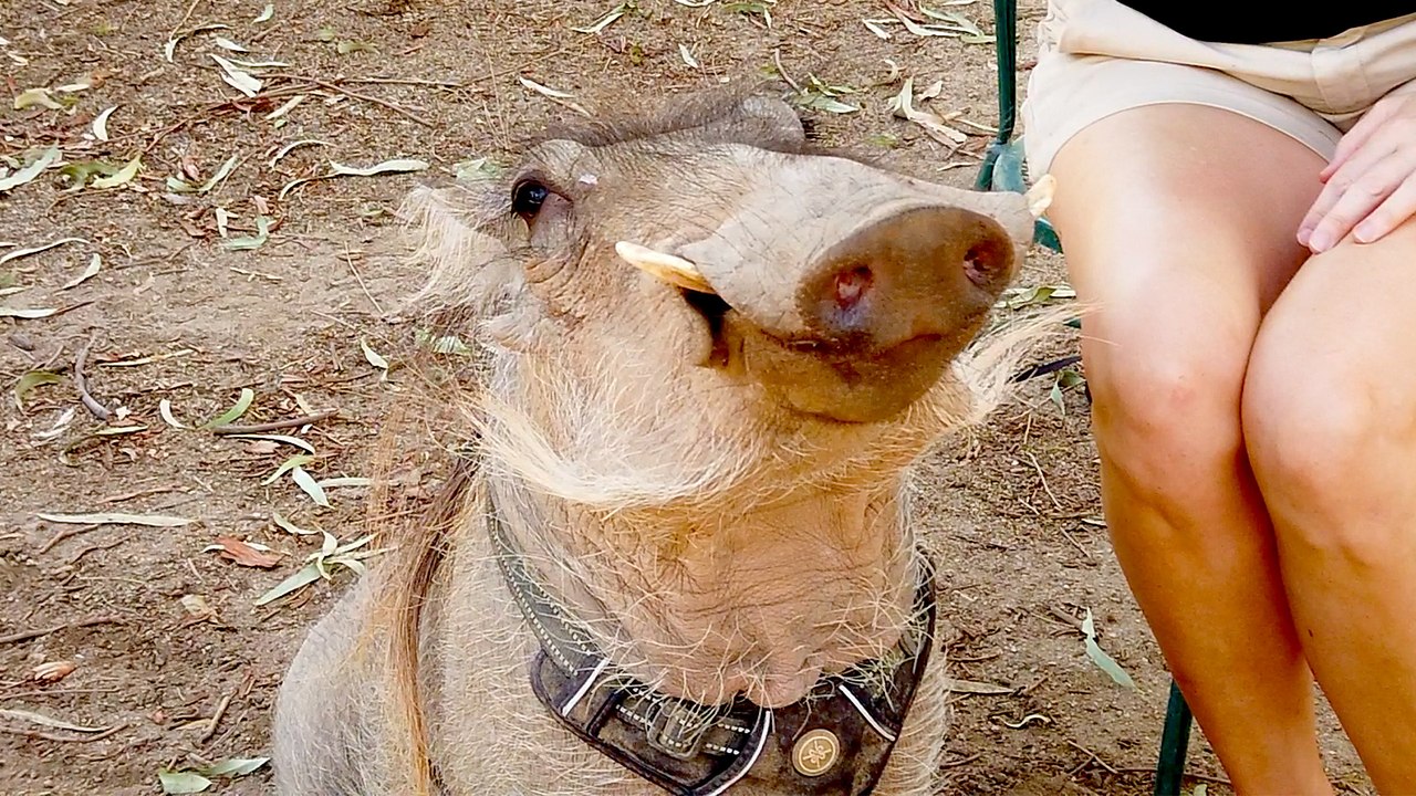 Meet Waylon the African Warthog from Wildlife World Zoo