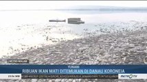 Ribuan Ikan di Danau Koroneia Mati Akibat Cuaca Ekstrem