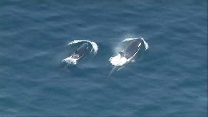 Szörföző gyilkos bálnák a Bainbridge-szigetnél