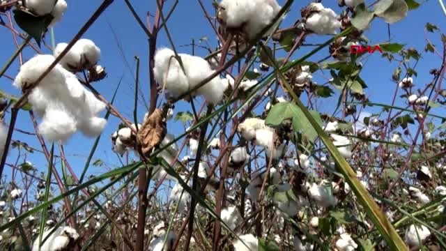 Aydın ak parti aydın milletvekilleri, pamuk tarlasıyla incir bahçesi gezdi
