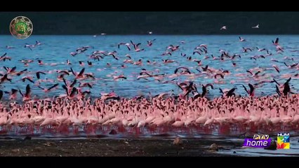 Sajjad Ali - ALLAH HU