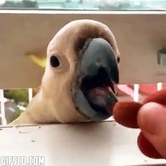 Eu sou uma piada pra você?