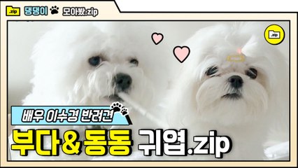 [#모아봤zip] ※심쿵주의※ 온 세상 주접은 다 떨게 하는 뽀시래기 솜뭉치들 ♥ 이수경 댕댕즈 부다&동동 | #대화가필요한개냥 | #Diggle