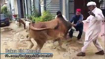 Cow Qurbani | Funny Compilation of Cow Running in Karachi Road | Eid Ul Adha 2018 & 2019