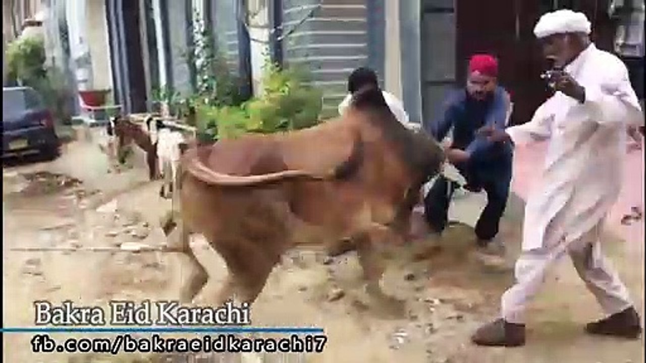 Cow Qurbani | Funny Compilation of Cow Running in Karachi Road | Eid Ul Adha 2018 & 2019