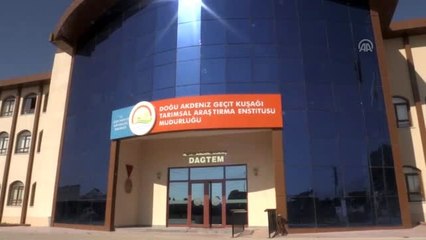 Kahramanmaraş'ın Abbas inciri tescillenecek