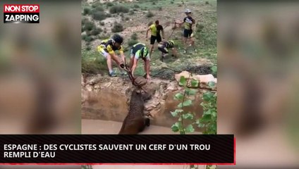 Espagne : Des cyclistes sauvent un cerf d’un trou rempli d’eau (Vidéo)