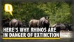 3 Rhino Species ‘Critically Endangered’: Here’s Why We Must Act