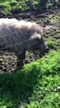 Un élevage de porcs laineux