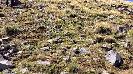 "12 bin yaşındaki" kelebek, Ağrı Dağı'nda yeniden görüntülendi (1)