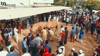Qurbani Of Camel Part 1 | 2019 | Eid - e - Qurban