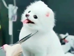 WATSAPP STATUS VIDEO NEW MALAYALAM