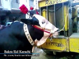 Most Beautiful Cow Qurbani 2019 | Most Beautiful Bull Qurbani 2019