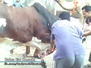 Most Beautiful Cow Qurbani 2019 | Most Beautiful Beast Bull Qurbani 2019