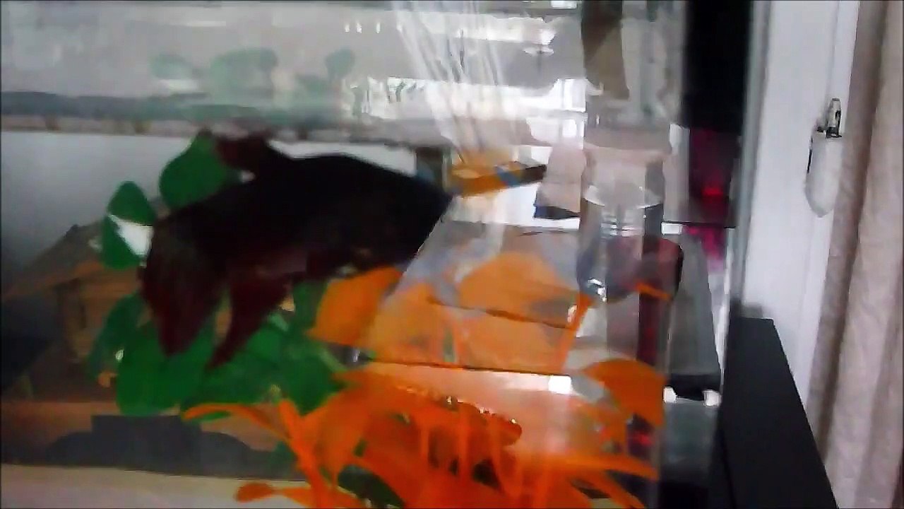 Patate le petit poisson
