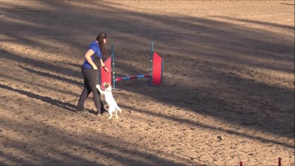 Dog Agility Presentation in Santiago, Chile