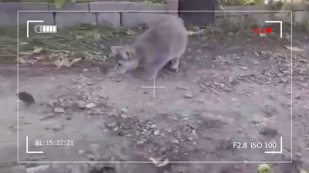 0056-Gatos contra pragas?