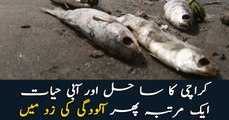 Thousands of dead fishes found on Karachi Sea view