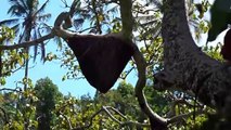 Ruche d'abeilles sur un arbre