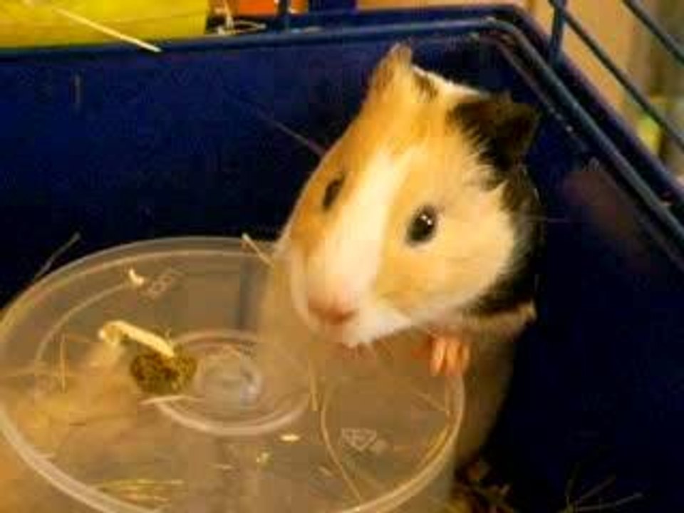 Loulou mange sa friandise