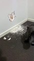 Coupable ? Ce chien a fait un trou dans le mur !