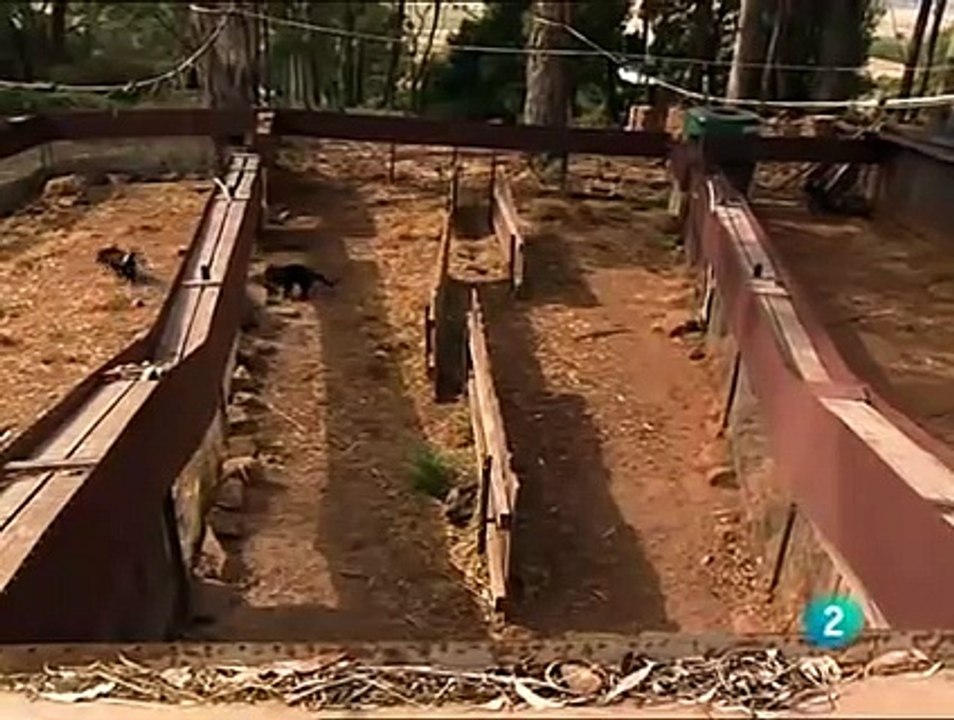 los-demonios-de-tasmania-documental.
