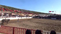 Yatağan'da Boğa Güreşi Festivali yapıldı
