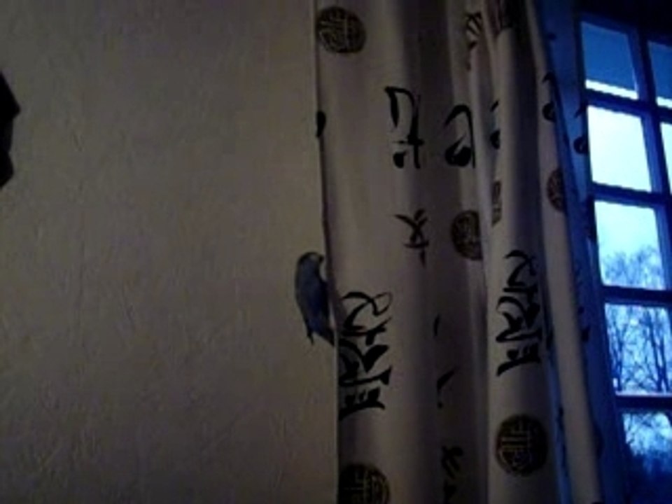 Leeloo monte aux rideaux!