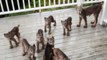 Il découvre 7 bébés lynx et leur maman devant sa porte