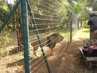 L'heure du repas pour ce lion affamé... Impressionnant