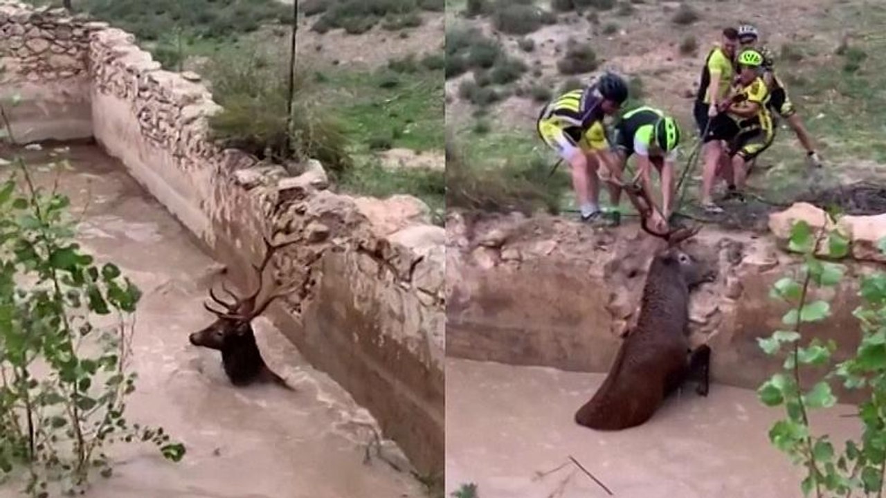So rettet man einen Hirsch aus einem Wasserbecken