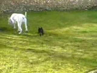 dogue argentin et bouledogue français