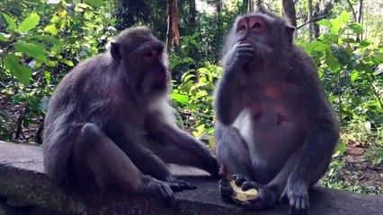 The paradise in Bali in 3 minutes | 4k
