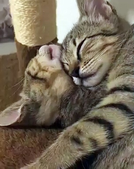 A croquer ! Couple de Chat amoureux comme jamais dort d'un sommeil profond !!!