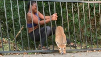 Vídeo Viral: Esta mujer salva dos veces a un ciervo atrapado en unas vallas metálicas