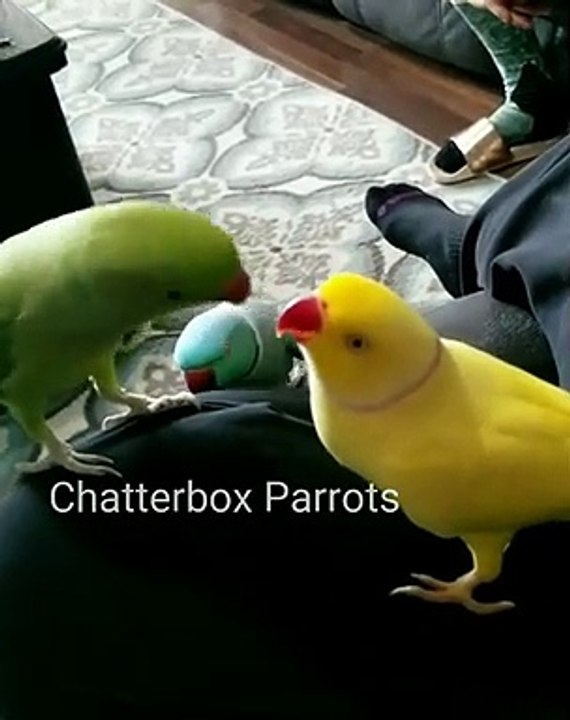 C'est la guerre entre deux perroquets ; trés trés bavards