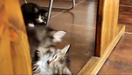 Kitties playing together a lot of fun 2